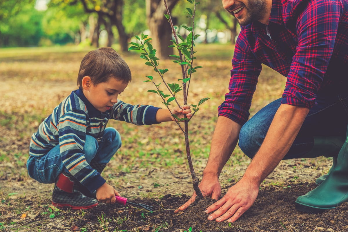 A Sapling for Your Little Sapling Plant a Tree for Arbor Day